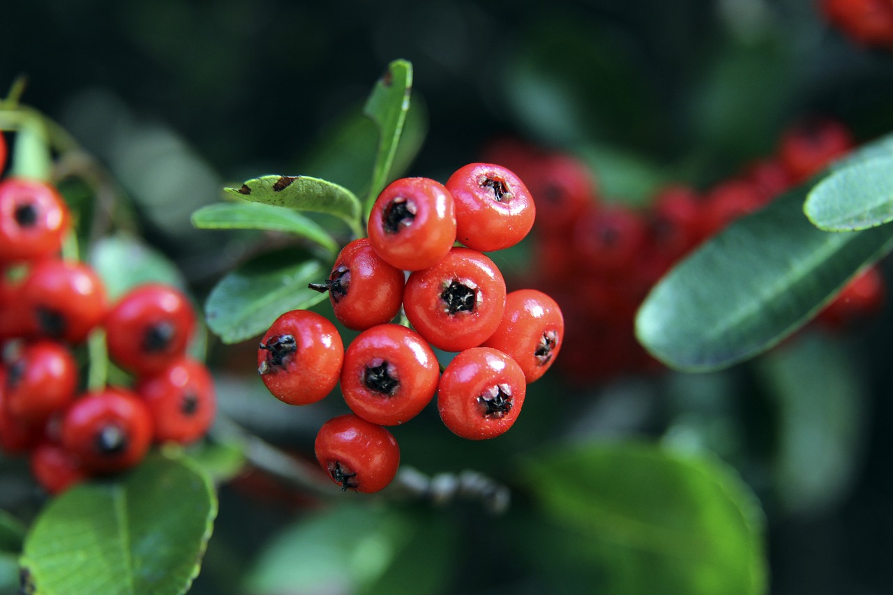 线上的引援 线上的引援